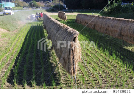 Autumn tradition of rice racking Autumn tradition of rice racking 91489931