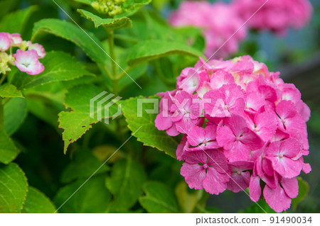 繡球花,雨季的特色,圓山公園 繡球花,雨季的特色,圓山公園 91490034