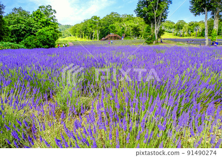 夏季薰衣草公園 夏季薰衣草公園 91490274