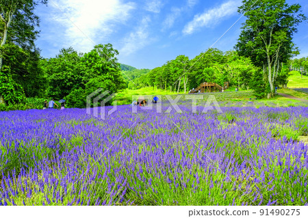 高原的薰衣草公園 高原的薰衣草公園 91490275