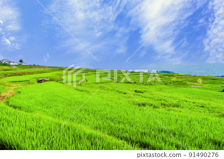 在夏天的水稻梯田 在夏天的水稻梯田 91490276