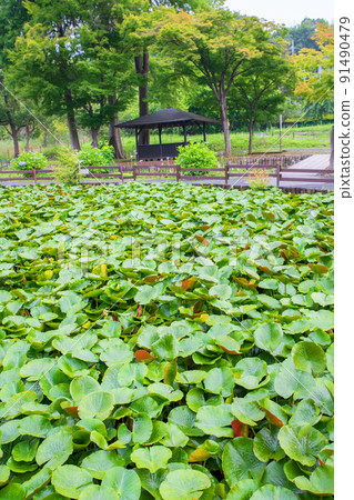 Water lily early summer season green landscape Maruyama Park 91490479