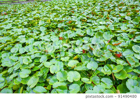 Water lily early summer season green landscape Maruyama Park 91490480