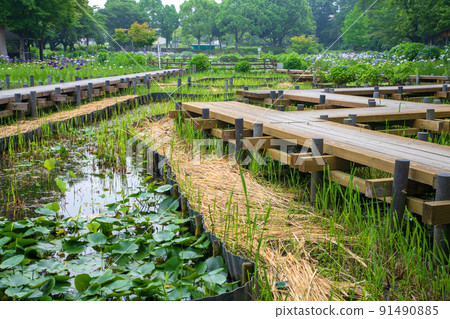 Shobuen, a feature of the rainy season, Maruyama Park 91490885
