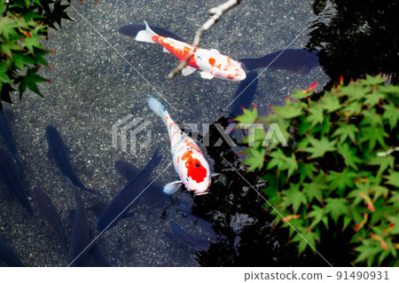 Beautiful Nishikigoi swimming in a clear pond under the maple leaves Beautiful Nishikigoi swimming in a clear pond under the maple leaves 91490931