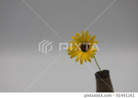 Calendula Calendula 91491161