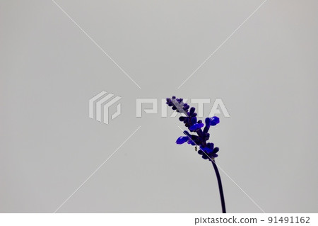 Salvia 91491162