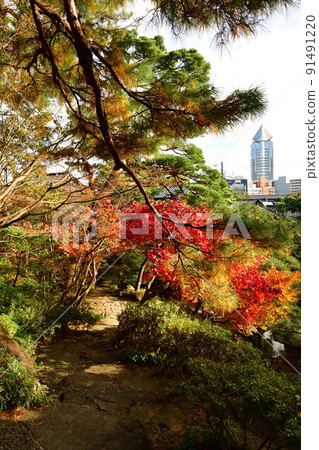 Autumn leaves of the former Saito family villa (Niigata Prefecture) Autumn leaves of the former Saito family villa (Niigata Prefecture) 91491220