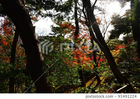 Autumn leaves of the former Saito family villa (Niigata Prefecture) Autumn leaves of the former Saito family villa (Niigata Prefecture) 91491224