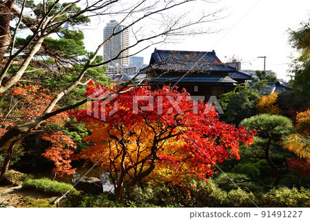 Autumn leaves of the former Saito family villa (Niigata Prefecture) 91491227