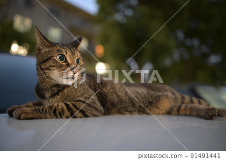 Kijitora cat taking a walk at night 91491441