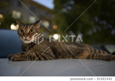 Kijitora cat taking a walk at night Kijitora cat taking a walk at night 91491442