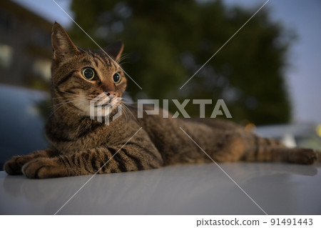 Kijitora cat taking a walk at night Kijitora cat taking a walk at night 91491443