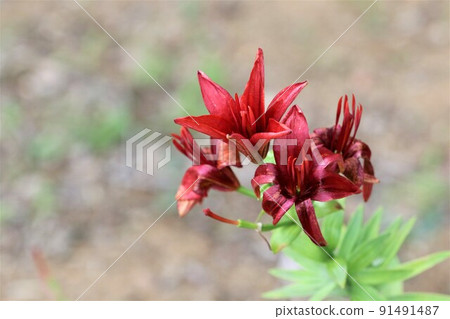 Red lily flowers blooming in the Sasayuri colony that heals the hearts of those who visited the village of Aigo, where the flowers of Hatoyama Town, Saitama Prefecture and the greenery of the forest are beautiful. Red lily flowers blooming in the Sasayuri colony that heals the hearts of those who visited the village of Aigo, where the flowers of Hatoyama Town, Saitama Prefecture and the greenery of the forest are beautiful. 91491487