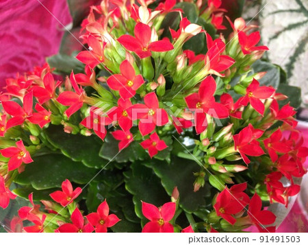 花店 Kalanchoe (Kalanchoe blossfeldiana) 花店 Kalanchoe (Kalanchoe blossfeldiana) 91491503