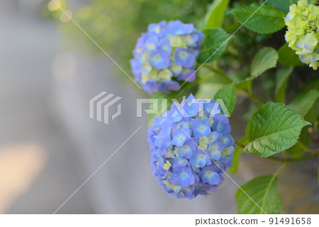 兩朵紫色繡球花 91491658