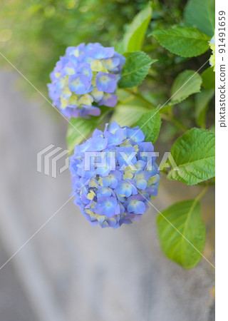 兩朵紫色繡球花 91491659