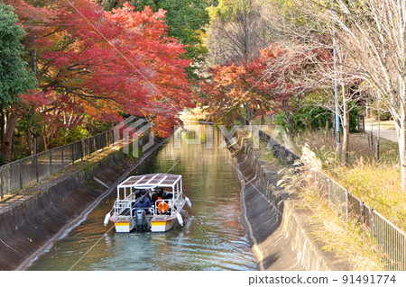琵琶湖運河山科附近的紅楓下的“琵琶湖運河船” 91491774