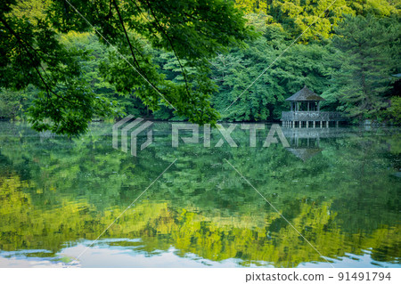 石神井公園 三寶寺池吾妻屋映水之林（東京都練馬區，2022年6月） 91491794