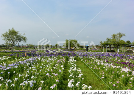 Ayame full bloom view 91491894