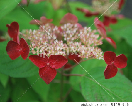 A hydrangea called Klenai that changes to a deep crimson color A hydrangea called Klenai that changes to a deep crimson color 91491936