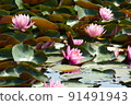 Multiple lotus flowers 91491943