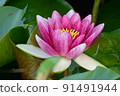 Red Lotus flower 91491944