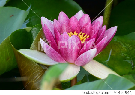 Red Lotus flower 91491944