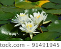 White Lotus Flower 91491945
