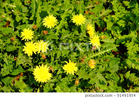 Dandelion flowers [Tsukui, Sagamihara City, April] 91491954