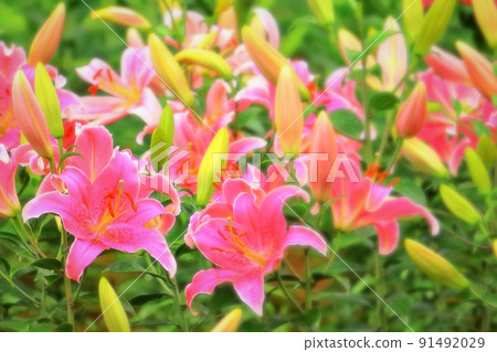 A beautiful pink lily that gets wet in the rain A beautiful pink lily that gets wet in the rain 91492029