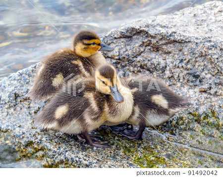 Three mallard ducklings are sitting on a stone by the water 91492042