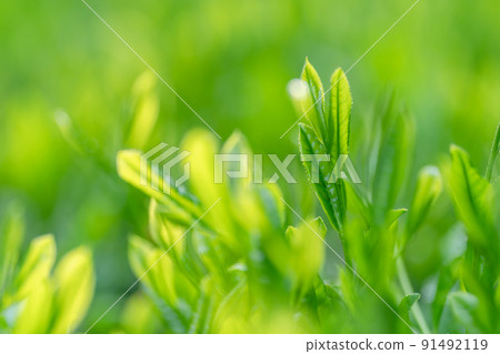 茶園茶芽茶葉 91492119