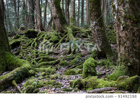 Aokigahara Jukai scenery Aokigahara Jukai scenery 91492198