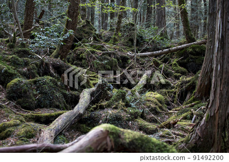 Aokigahara Jukai　 91492200