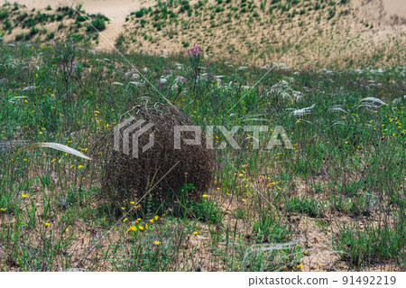 tumbleweed rolls on dry feather grass steppe tumbleweed rolls on dry feather grass steppe 91492219