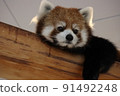 Lesser panda 91492248