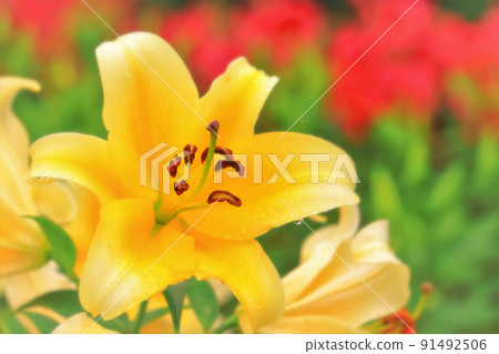 Yellow lily flowers getting wet in the rain Yellow lily flowers getting wet in the rain 91492506