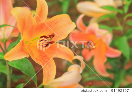 An orange lily flower that gets wet in the rain An orange lily flower that gets wet in the rain 91492507