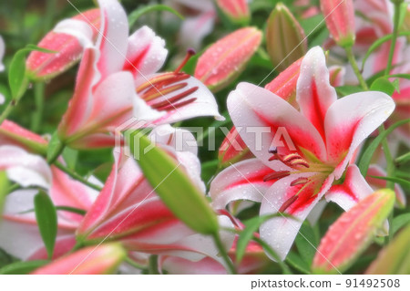 Beautiful lily flowers that get wet in the rain 91492508