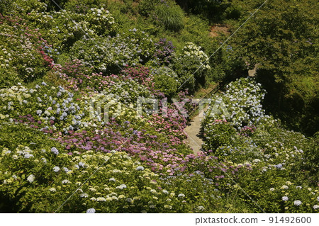 下田市城跡公園的繡球花 下田市城跡公園的繡球花 91492600