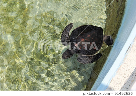 在水族館，一隻黑海龜游得涼爽。 91492626