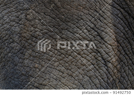 Close up The elephant Skin is big wildlift animal for texture and pattern skin 91492750