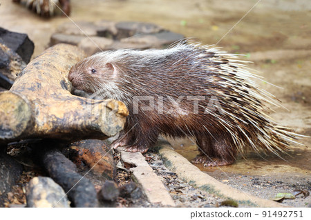 Close up the malayan porcupine animal 91492751