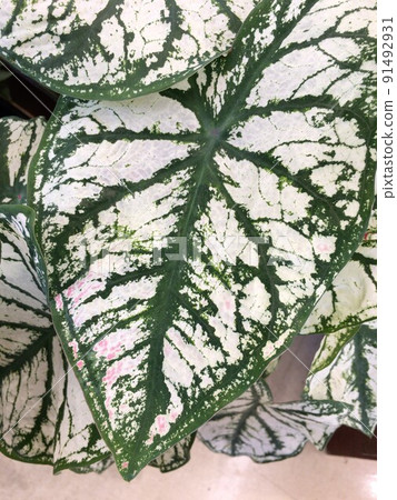 Caladium Caladium foliage plant 91492931