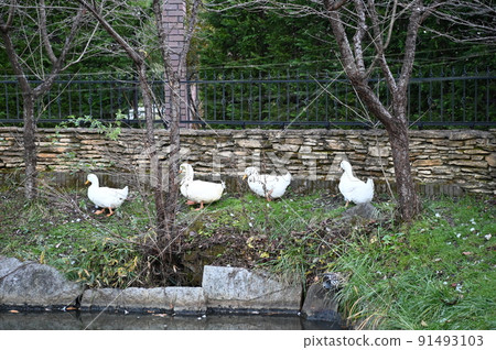 Duck procession 91493103