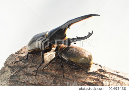 Hercules Beetle Hercules Hercules Male and Female Copulation White background on a tree 91493488