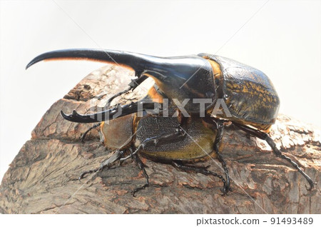 Hercules Beetle Hercules Hercules Male and Female Copulation White background on a tree 91493489