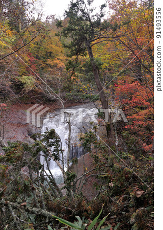 Autumn leaves of Hakusen no Taki Autumn leaves of Hakusen no Taki 91493556