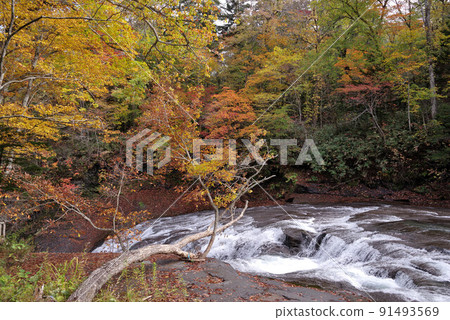 Autumn leaves of Hakusen no Taki Autumn leaves of Hakusen no Taki 91493569